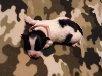 pink collar, a female Maltipoo for sale in Bonney Lake, WA – Photo 3 of 10