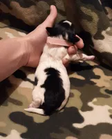 pink collar, a female Maltipoo for sale in Bonney Lake, WA – Photo 7 of 10