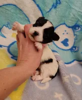 pink collar, a female Maltipoo for sale in Bonney Lake, WA – Photo 8 of 10