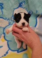 pink collar, a female Maltipoo for sale in Bonney Lake, WA – Photo 2 of 10