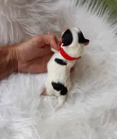 Red boy, a male Maltipoo for sale in Bonney Lake, WA – 4 of 7