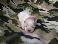 Maltese pink, a female Maltese for sale in Bonney Lake, WA – 4 of 9