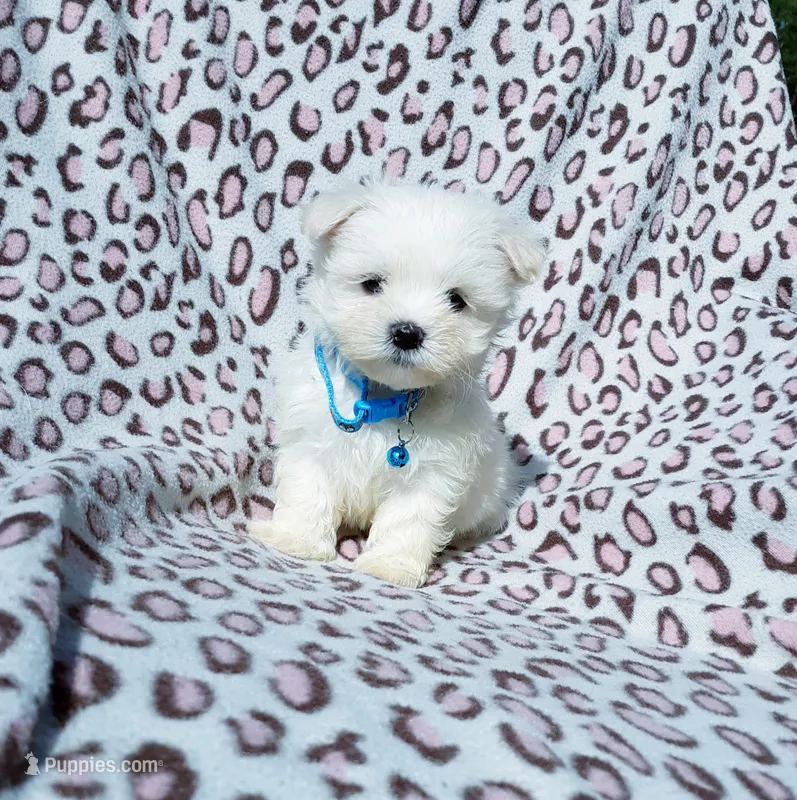 Boy blue – Maltese puppy for sale in Bonney Lake, WA