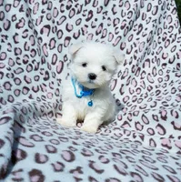 Boy blue, a male Maltese for sale in Bonney Lake, WA – 1 of 10