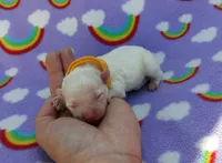 Yellow collar , a male Maltipoo for sale in Bonney Lake, WA – 3 of 7