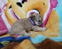 Purple Maltipoo , a female Maltipoo for sale in Bonney Lake, WA – 7 of 10