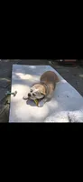 Clover, a female English Bulldog for sale in Bonney Lake, WA – 5 of 9