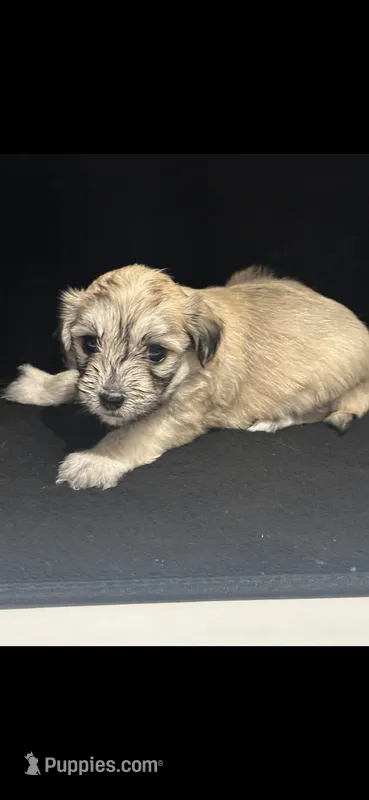 Cream girl – Maltipoo, Morkie puppy for sale in Bonney Lake, WA