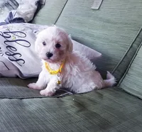 Yellow collar , a male Maltipoo for sale in Bonney Lake, WA – 3 of 10