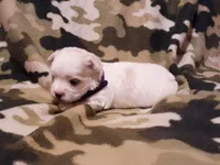 Purple, a female Maltese for sale in Bonney Lake, WA – Photo 3 of 10