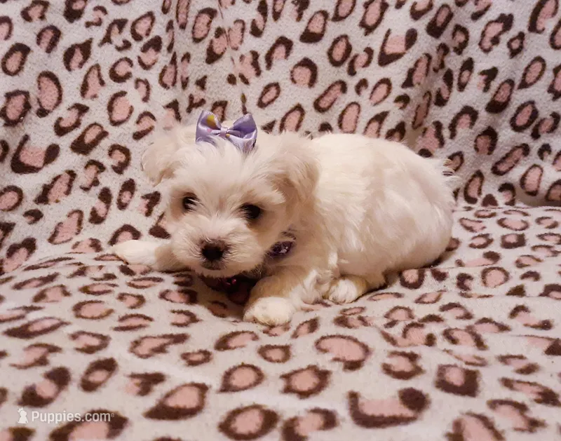 Purple – Maltese puppy for sale in Bonney Lake, WA