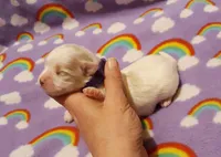 Purple, a female Maltese for sale in Bonney Lake, WA – Photo 5 of 8