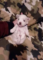 Purple, a female Maltese for sale in Bonney Lake, WA – Photo 6 of 10