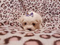 Purple, a female Maltese for sale in Bonney Lake, WA – Photo 2 of 10