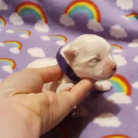 Purple, a female Maltese for sale in Bonney Lake, WA – Photo 4 of 10