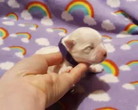 Purple, a female Maltese for sale in Bonney Lake, WA – Photo 2 of 8