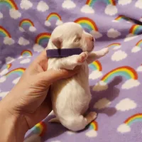 Purple, a female Maltese for sale in Bonney Lake, WA – Photo 7 of 10