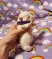 Purple, a female Maltese for sale in Bonney Lake, WA – Photo 6 of 8