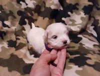 Purple, a female Maltese for sale in Bonney Lake, WA – Photo 10 of 10