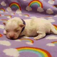 Purple, a female Maltese for sale in Bonney Lake, WA – Photo 5 of 10