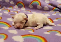 Purple, a female Maltese for sale in Bonney Lake, WA – Photo 1 of 8