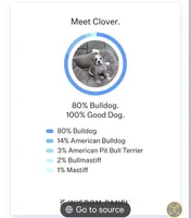 Clover, a female English Bulldog for sale in Bonney Lake, WA – 3 of 9