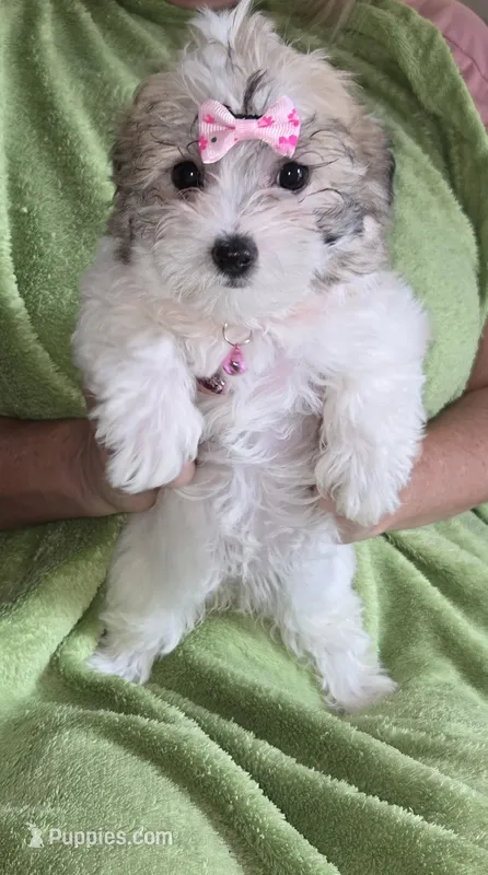 Pink Maltipoo – Maltipoo puppy for sale in Bonney Lake, WA