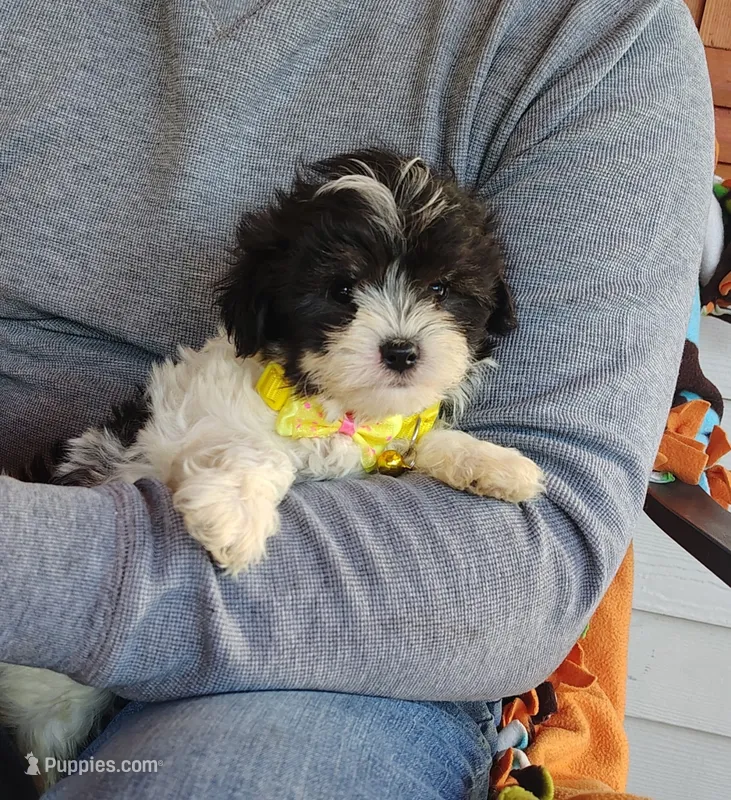 Yellow boy – Maltipoo puppy for sale in Bonney Lake, WA