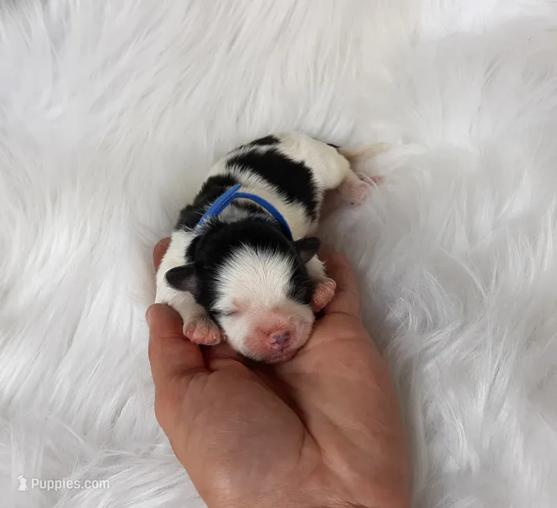 Blue boy – Maltipoo puppy for sale in Bonney Lake, WA