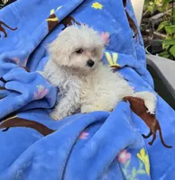 Yellow collar , a male Maltipoo for sale in Bonney Lake, WA – 2 of 10
