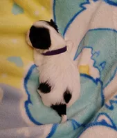 processed/3a45ebbf-6d23-4f8e-8703-048150be4a70/listing/3b61123c-c496-4384-8d00-687fb1146e8d/68ab8760-c7b8-4d9f-849d-cd688f7cf379