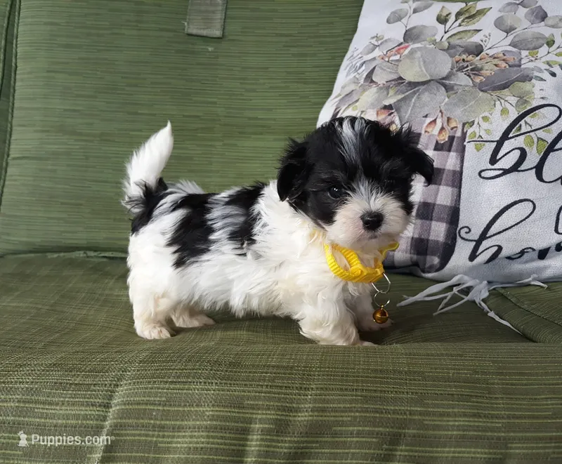 Yellow boy – Maltipoo puppy for sale in Bonney Lake, WA