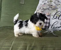 Yellow boy, a male Maltipoo for sale in Bonney Lake, WA – 1 of 10