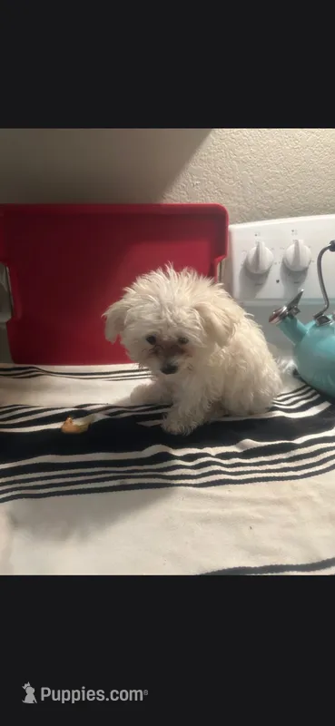 Otis 2.5 lbs – Maltipoo, Morkie puppy for sale in Bonney Lake, WA