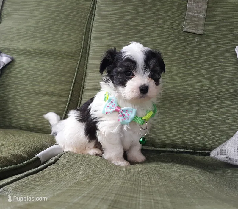 Green boy – Maltipoo puppy for sale in Bonney Lake, WA