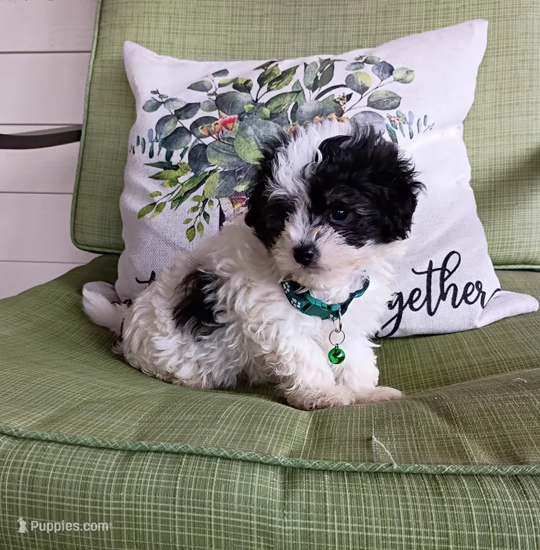 MB – Maltipoo puppy for sale in Bonney Lake, WA