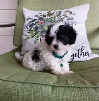 MB, a male Maltipoo for sale in Bonney Lake, WA – 1 of 10