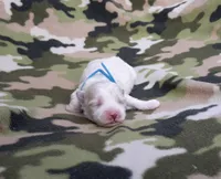 Maltese blue, a male Maltese for sale in Bonney Lake, WA – 5 of 9