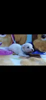 blue collar, a male Maltipoo for sale in Bonney Lake, WA – 5 of 10