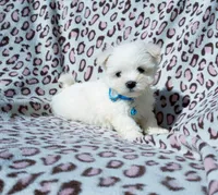 Boy blue, a male Maltese for sale in Bonney Lake, WA – 3 of 10