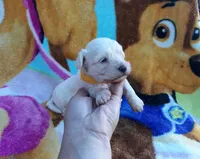Yellow collar , a male Maltipoo for sale in Bonney Lake, WA – 4 of 10
