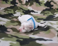 Maltese blue, a male Maltese for sale in Bonney Lake, WA – 6 of 9