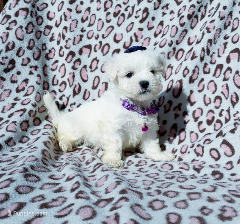 Girl purple  – Maltese puppy for sale in Bonney Lake, WA