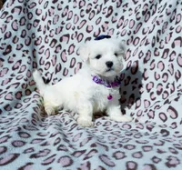 Girl purple , a female Maltese for sale in Bonney Lake, WA – 1 of 10