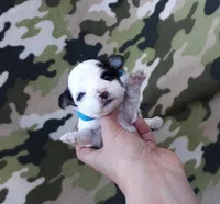 Blue  maltipoo, a male Maltipoo for sale in Bonney Lake, WA – 2 of 6