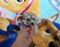 Purple Maltipoo , a female Maltipoo for sale in Bonney Lake, WA – 6 of 10