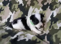 Green boy, a male Maltipoo for sale in Bonney Lake, WA – 5 of 10