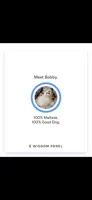 blue collar, a male Maltipoo for sale in Bonney Lake, WA – 6 of 7