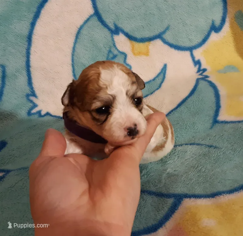 Purple Maltipoo  – Maltipoo puppy for sale in Bonney Lake, WA