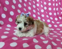 Purple Maltipoo , a female Maltipoo for sale in Bonney Lake, WA – 2 of 10